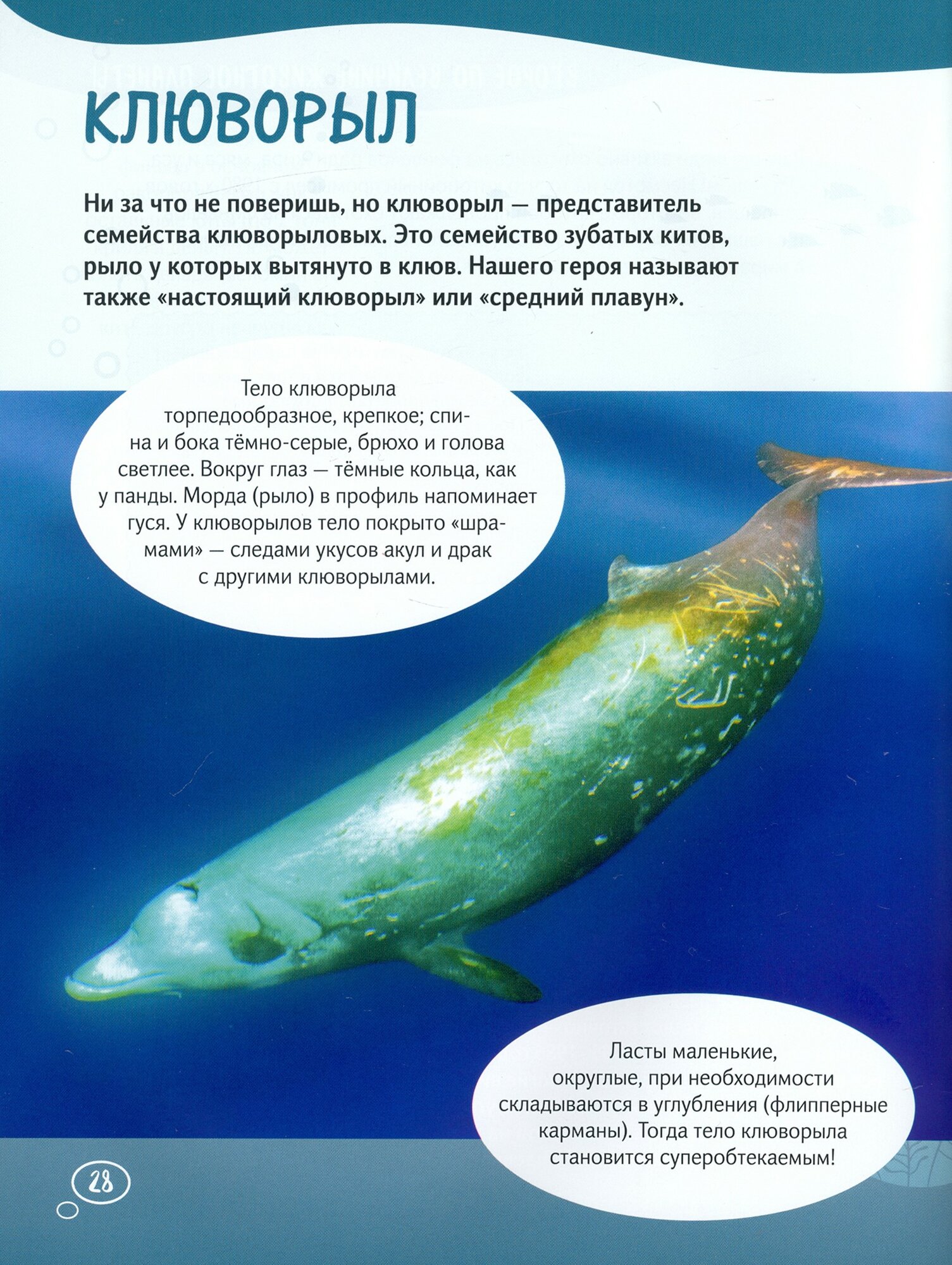 Клюворыл и другие киты (Егорова София Евгеньевна) - фото №3