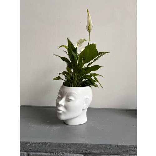 Спатифиллум в кашпо ‘голова’