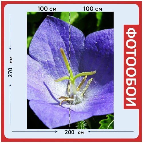 Фотообои Розвар цветок синий 200x270 см флизелиновыена стену 2960₽
