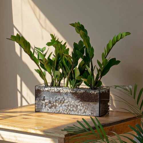 Замиокулькас домашний , цветок долларовое дерево в длинном кашпо