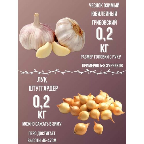 Лук севокЧеснок озимый 400₽