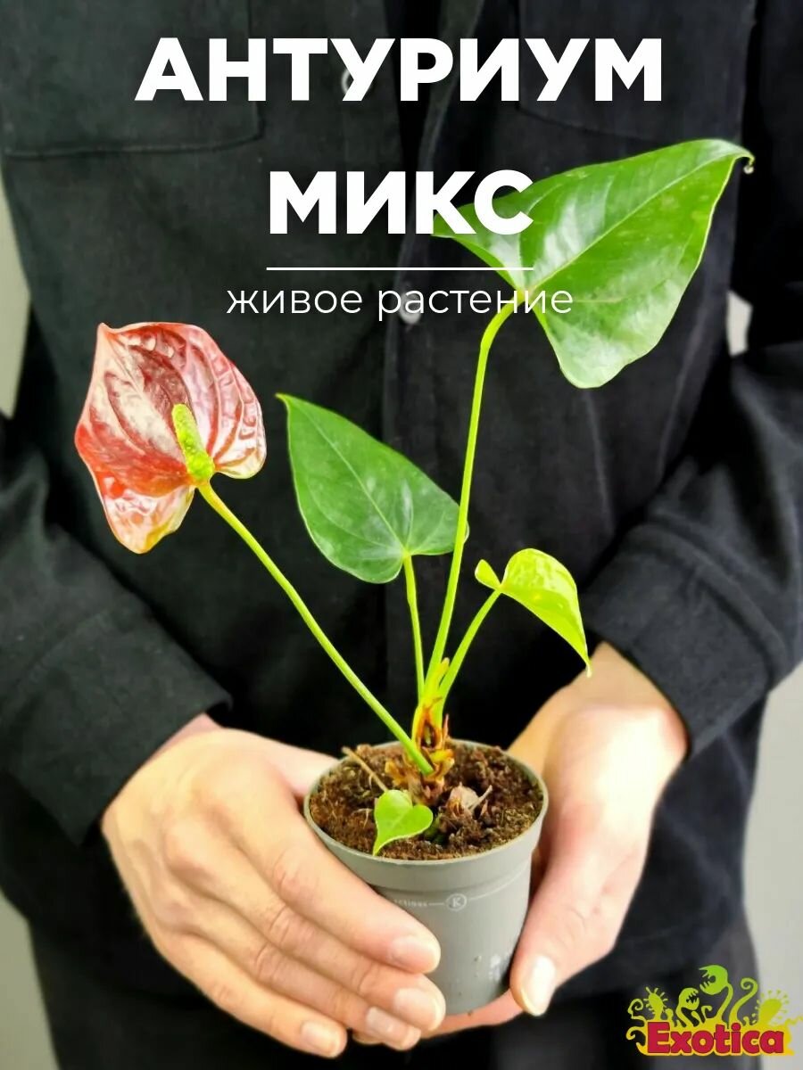 Антуриум Микс Уцен. (Anthurium Mix) D7-9см домашний цветок