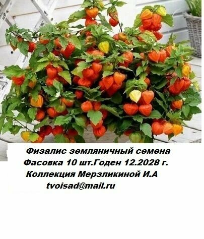 Физалис Земляничный семена