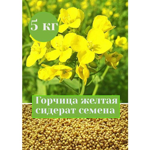 Горчица желтая семена сидерат 5 кг семена сидерат горчица 1 5 кг 2 шт