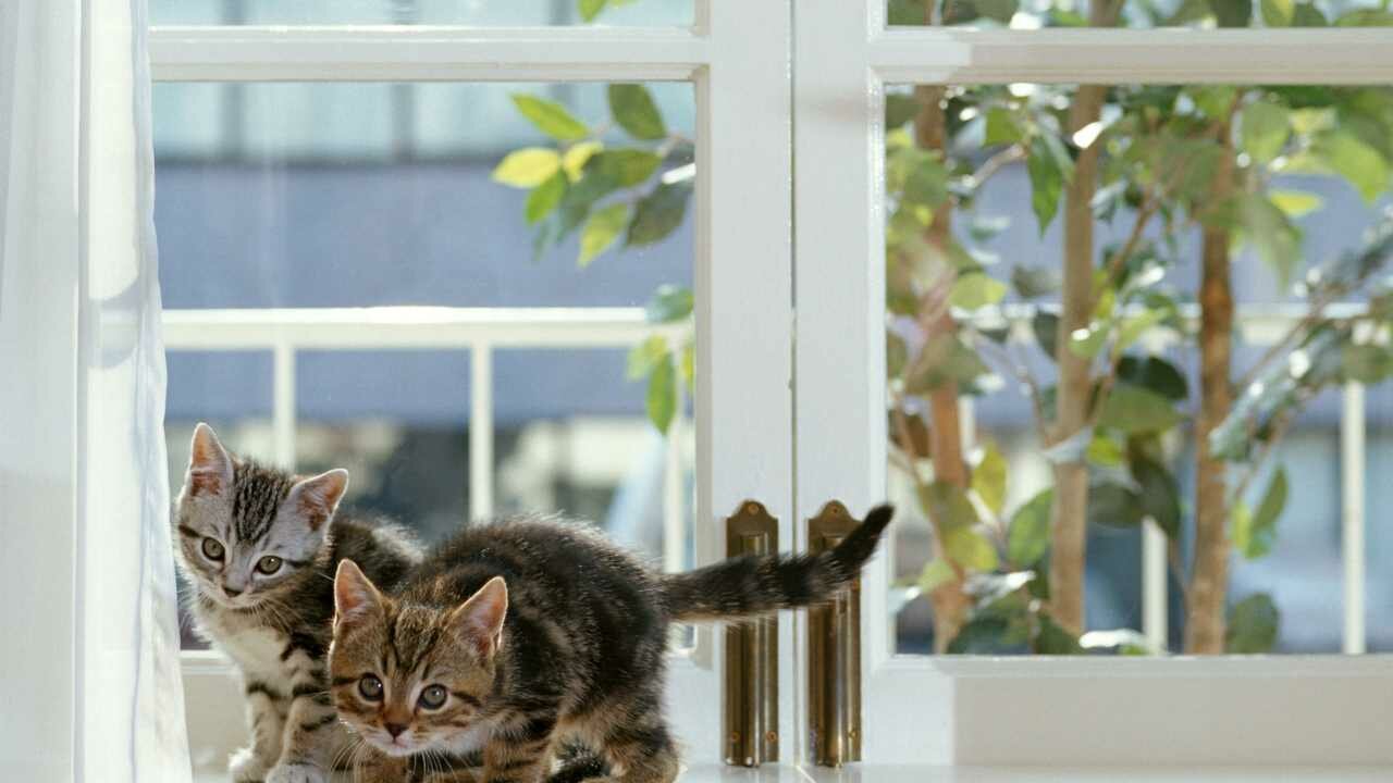 фото Картина на холсте 60x110 LinxOne "Кошка окно серые котята" интерьерная для дома / на стену / на кухню / с подрамником