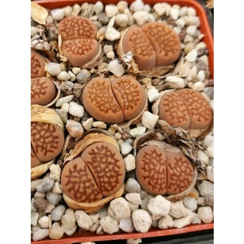 Семена Литопс Hallii C119 (живые камни), 10 штук