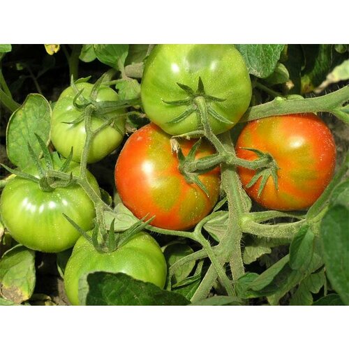 Коллекционные семена томата Равернум