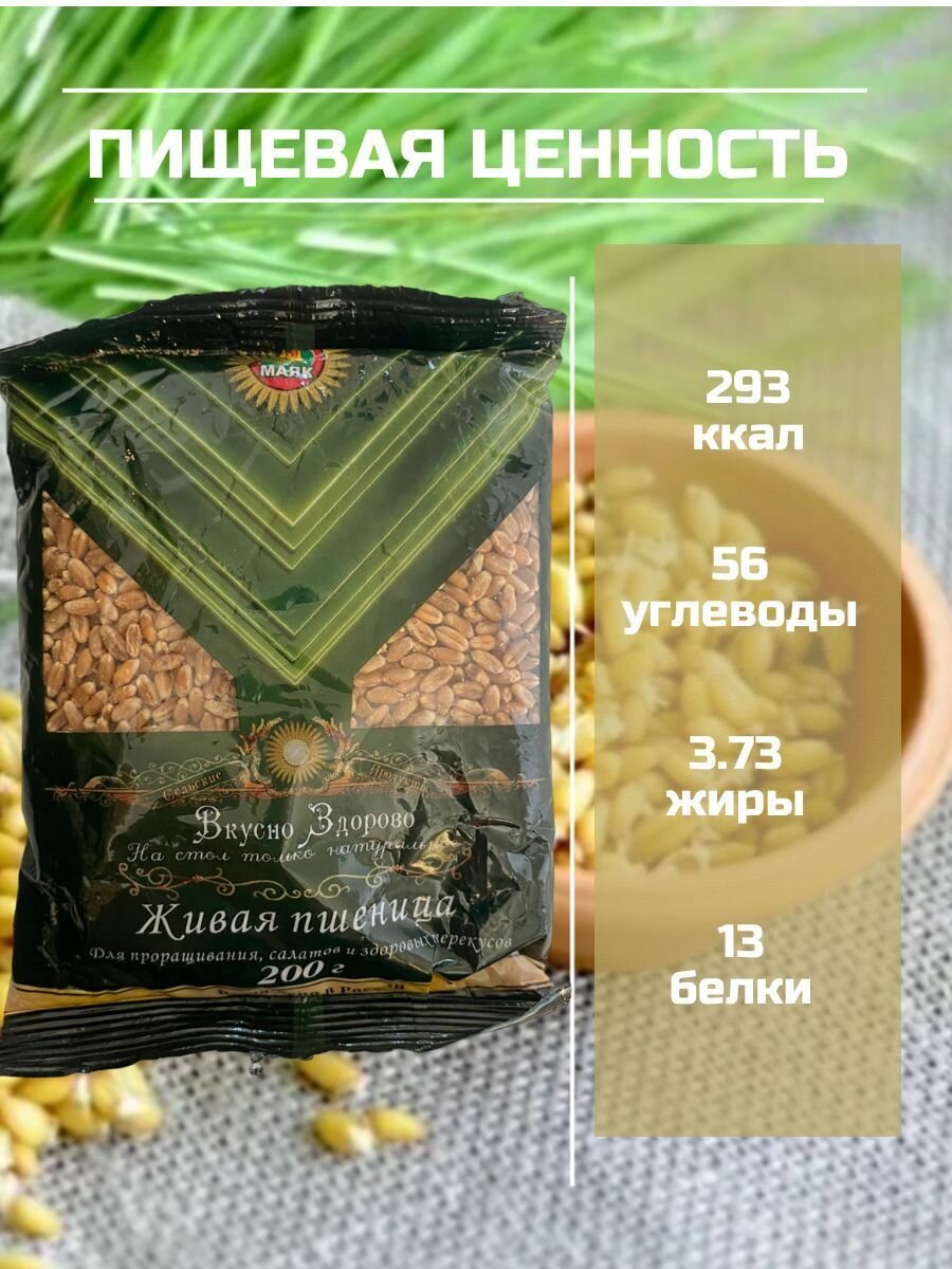 Живая пшеница для проращивания и салатов, 200 гр, 5шт - фотография № 3