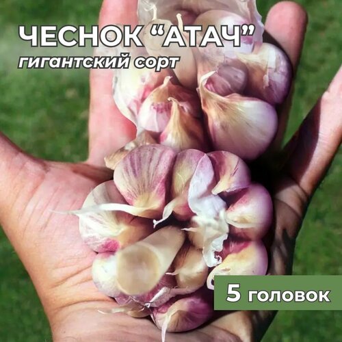 Гигантский чеснок "Атач" на посадку 5 головок бесцветный