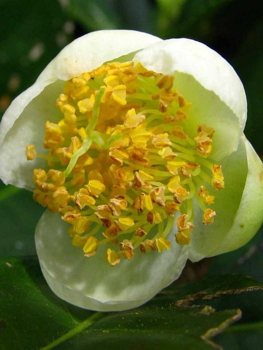 Семена Камелия китайская (Camellia sinensis) 5 штук