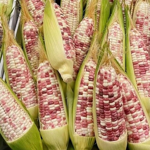 Кукуруза инди биколор Таиланд семена 10 штук