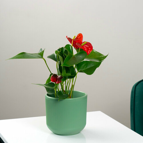 Антуриум красный в стильном зеленом кашпо