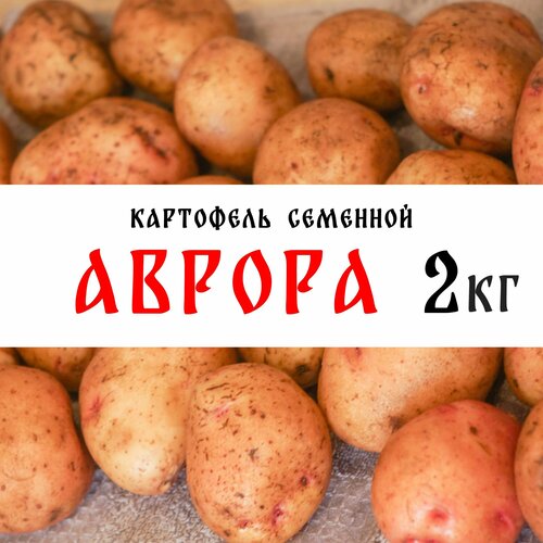 Семенной картофель сорта Аврора 2кг, клубни, 1я репродукция картофель бронницкий репродукция элита 2кг