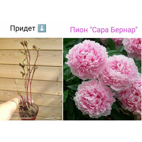 саженец тиарелла сердцелистная Пион Сара Бернар саженец