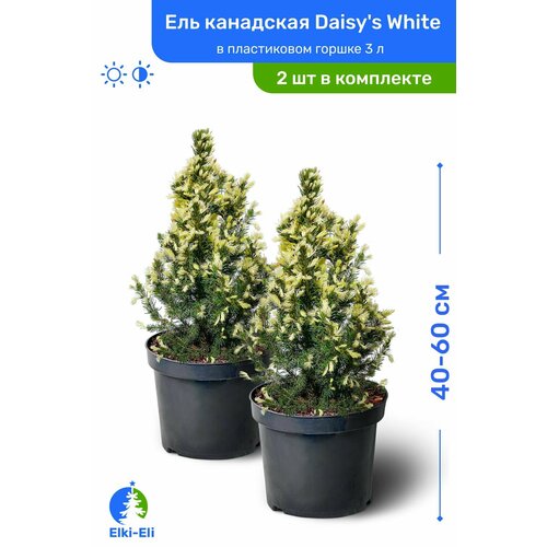 Ель канадская Daisys White (Дейзи Вайт) 40-60 см в пластиковом горшке 3 л, саженец, хвойное живое растение, комплект из 2 шт
