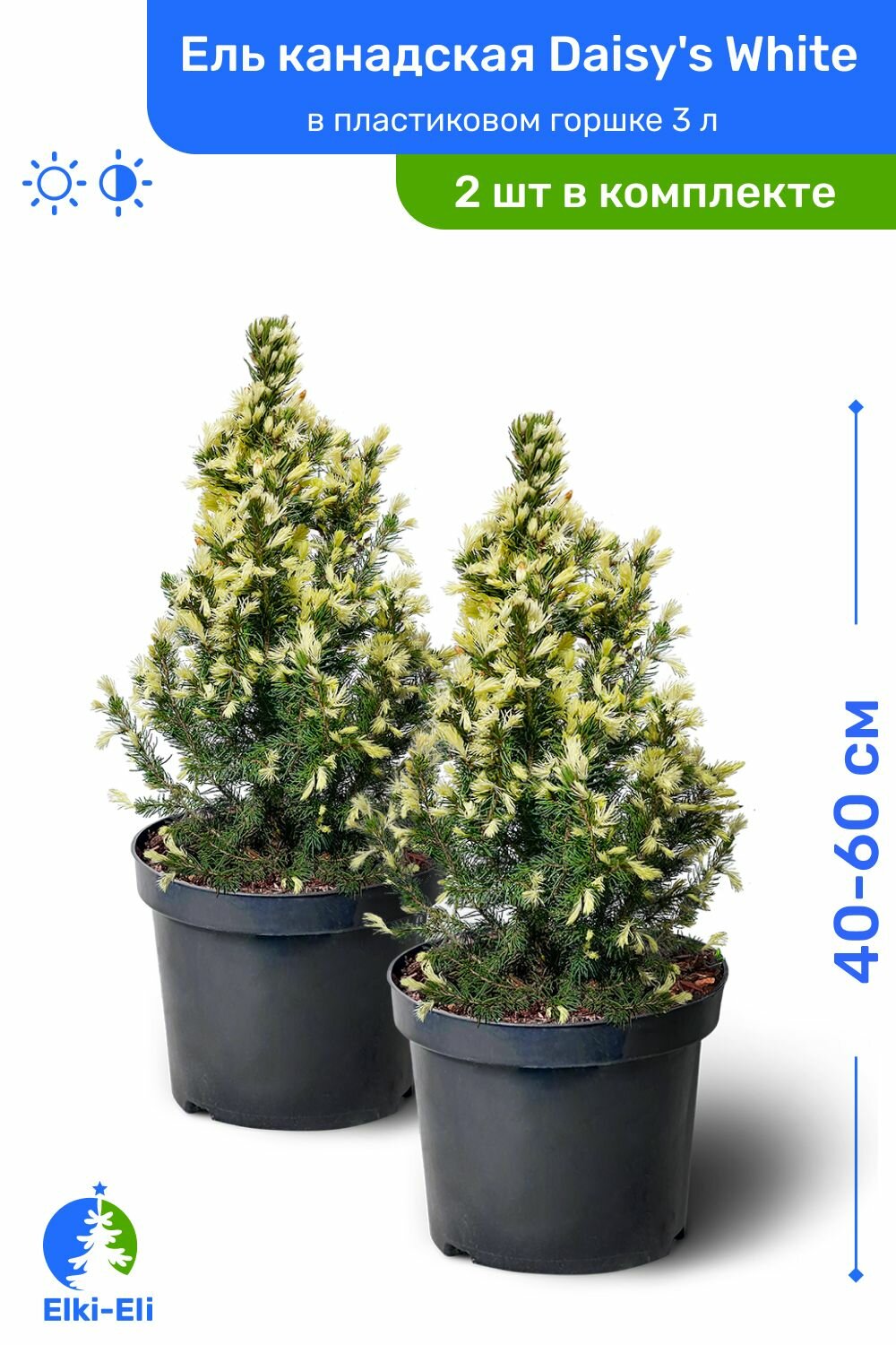 Ель канадская Daisys White (Дейзи Вайт) 40-60 см в пластиковом горшке 3 л, саженец, хвойное живое растение, комплект из 2 шт