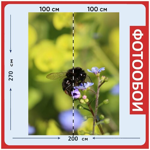 Фотообои Не забывай меня шмель синий 200x270 см флизелиновыена стену 2950₽