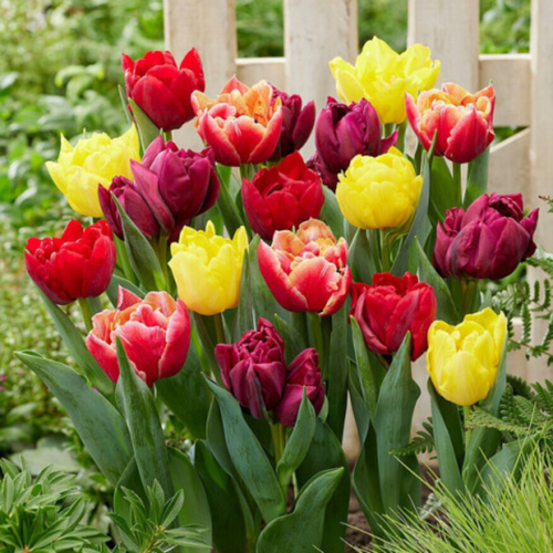 Луковицы цветов, wow flowers, тюльпаны махровый микс желтый и красный(10 шт)