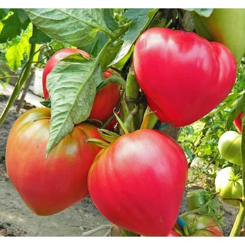 Коллекционные семена томата Абаканский розовый