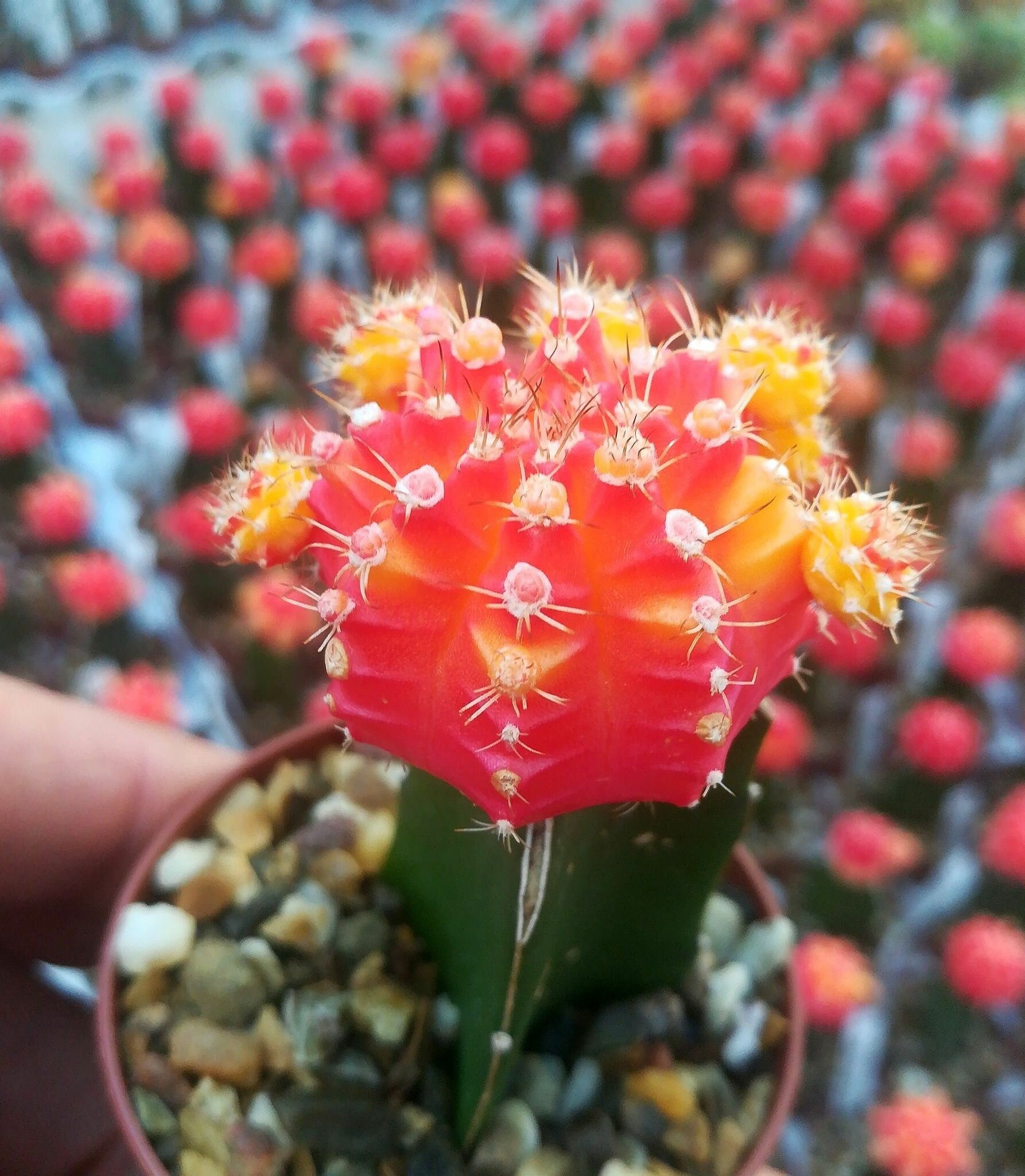 Гимнокалициум Михановича Оранж (Gymnocalycium Mihanovichii Orange) D6см