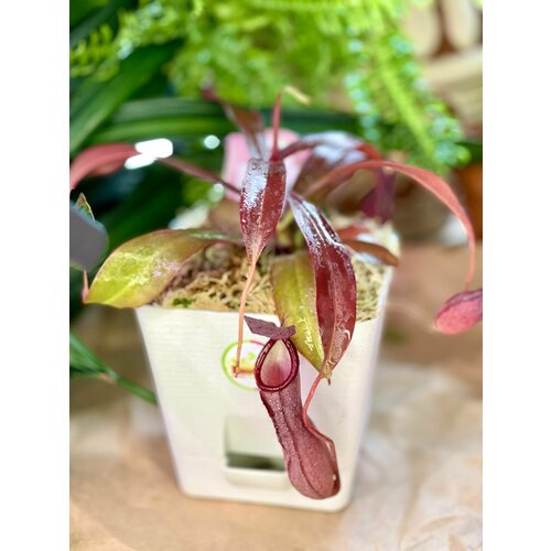 Непентес Сангвинея (лат. Nepenthes sanguinea) пересаженный D12см