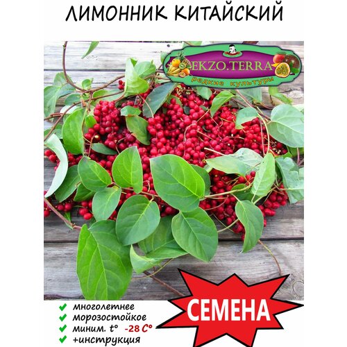 Семена Лимонник Китайский 5 шт.