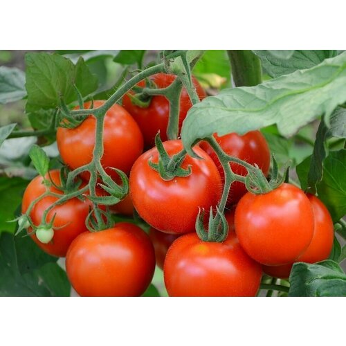 Коллекционные семена томата Супер Соус Берпи