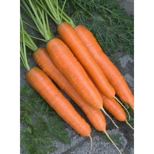 Коллекционные семена моркови Карлано F1