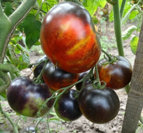 Райское яблоко - Альбомы - tomat-pomidor.com