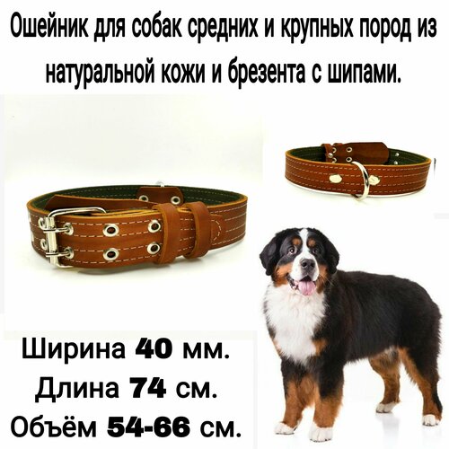 Ошейник из натуральной кожи и брезента для собак средних и крупных пород ширина 40 мм, длина 74 см, объём шеи 54-66 см.