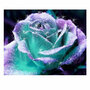 Алмазная мозаика "Волшебная роза", на подрамнике, с полн заполн, (матов.)