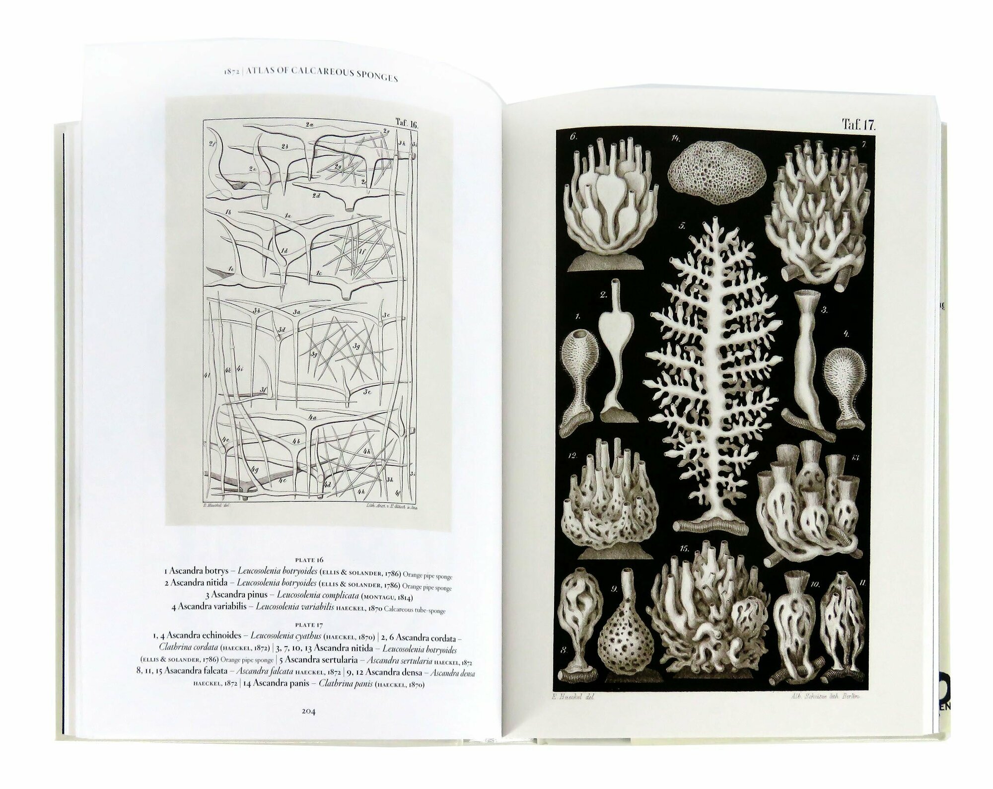 Искусство и наука Эрнста Геккеля (The Art and Science of Ernst Haeckel. 40th Ed) - фото №15