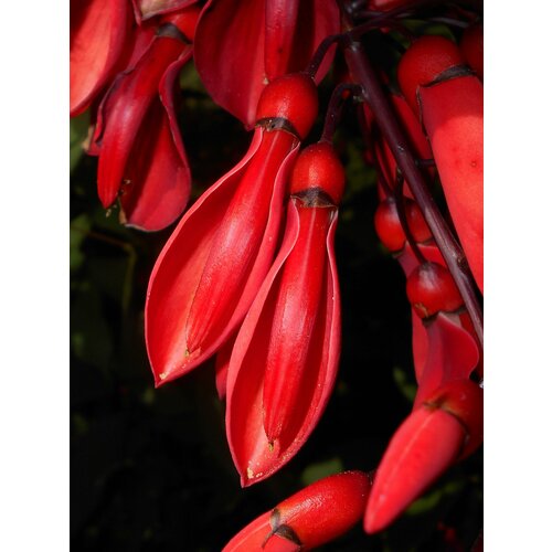 Эритрина, петушиный гребень (Erythrina crista-galli)