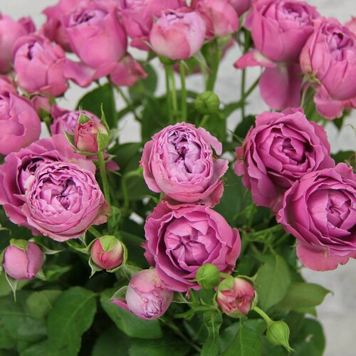 Изображение товара Роза спрей Мисти Бабблс (Misty Bubbles) / 1 шт, непрерывноцветущий сорт