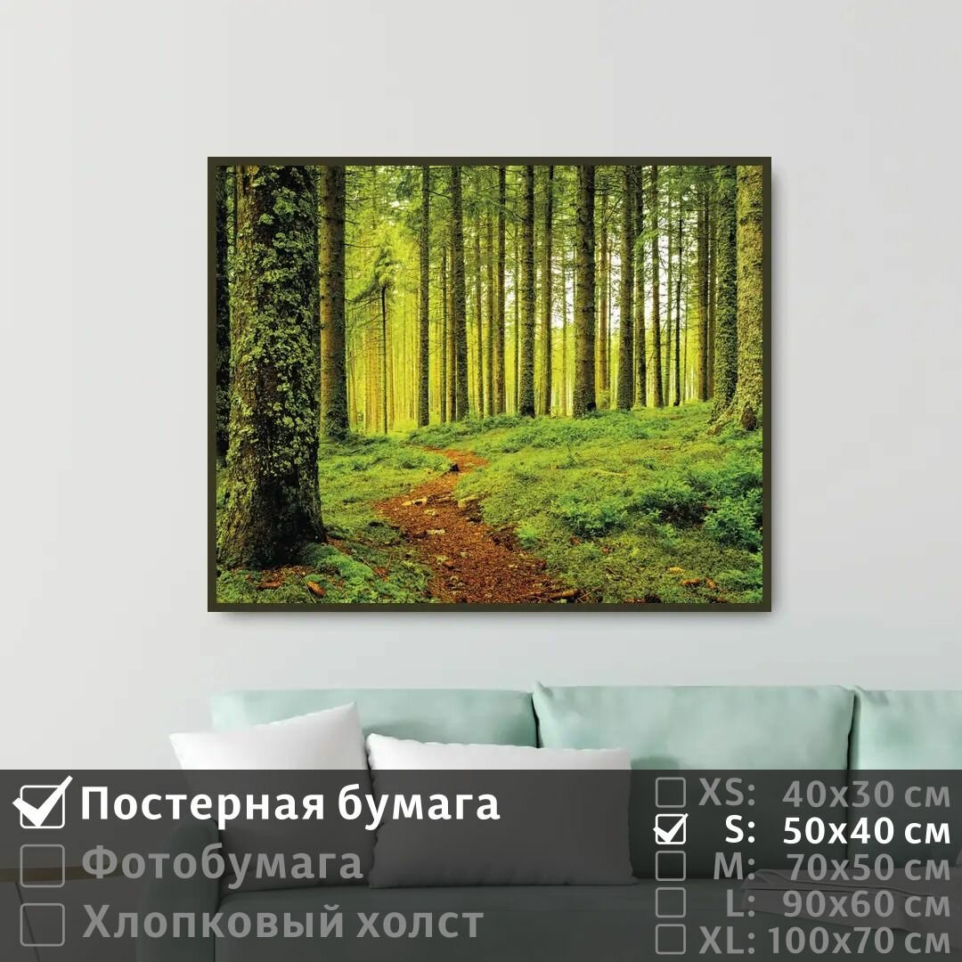 Постер на стену Тропа В Хвойной Роще 50х40 см ПолиЦентр