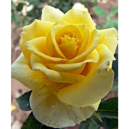 Роза Скайлайн (чайно-гибридная), 1 саженец роза ностальжи чайно гибридная 1 саженец