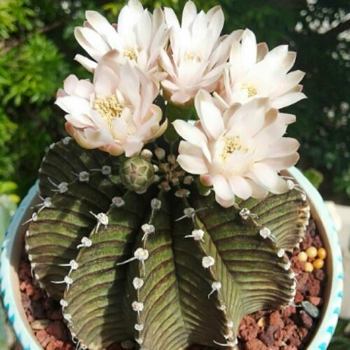 Семена Орешка Суккулент Кактус Gymnocalycium friedrichii LB 2178 (10 шт) семена орешка суккулент кактус gymnocalycium weissianum isi 1705 10 шт