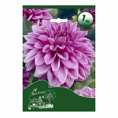 Георгина декоративная Лилак Тайм I 1 1 шт в упаковке Все в сад 1149₽