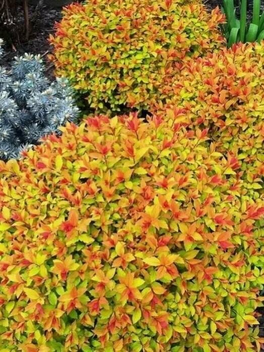 Спирея Голдфлейм (Goldflame) P9