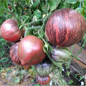 Основная фотография от вендора