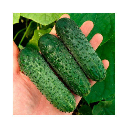 Огурец Шкипер F1 корнишон Global Seeds из проф. упаковки
