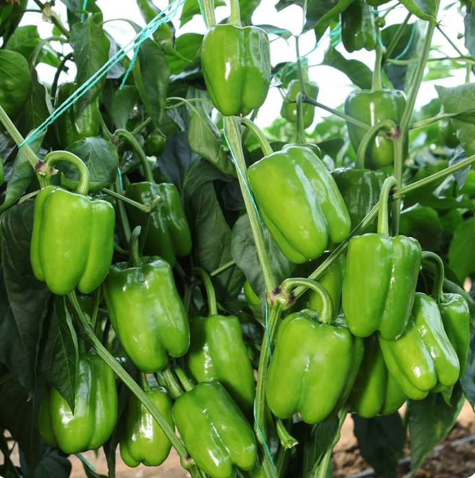 фото Сладкий перец кандил долма, Турция