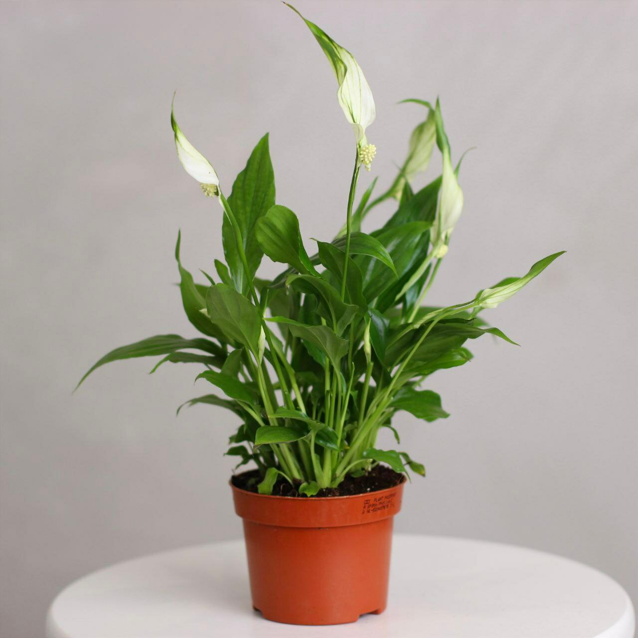 Спатифиллум, растение живое в горшке техническом, цветок женское счастье, 30 см