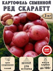 Клубни картофеля на посадку Ред Скарлетт (суперэлита) 3 кг Ранний