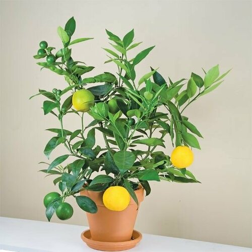 Чайный лимон Мейера, Лимонное дерево (комнатный лимон), семена 5 шт + подарок