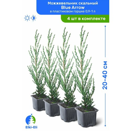 Можжевельник скальный Blue Arrow (Блю Эрроу) 20-40 см в пластиковом горшке 1-2 л, саженец, хвойное живое растение, комплект из 4 шт можжевельник прибрежный blue pacific блю пацифик 40 60 см в пластиковом горшке 3 л саженец хвойное живое растение комплект из 2 шт
