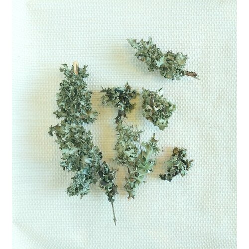 Живая Пармелия для декора, панно