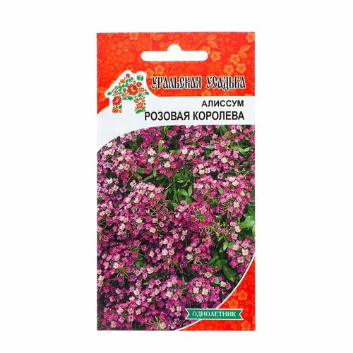 Семена Цветов Алиссум Розовая королева , 0 ,1 г ( 1 упаковка ) семена гвоздика розовая королева