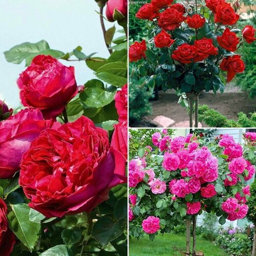 Комплект штамбовых роз Вихрь Страсти (саженцы) роза ингрид бергман викс