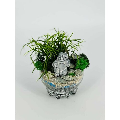 Флорариум с денежным Хоттеем 5590₽